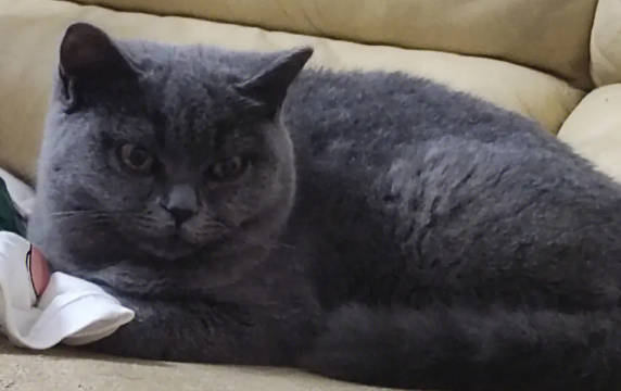 长毛蓝猫和布偶配出来长什么样子?比如说? 长毛蓝猫和布偶配出来长什么样子?比如说?