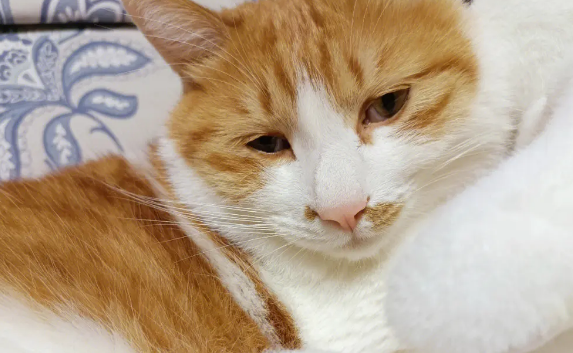 猫咪为什么会反感呢 猫咪为什么会反感呢