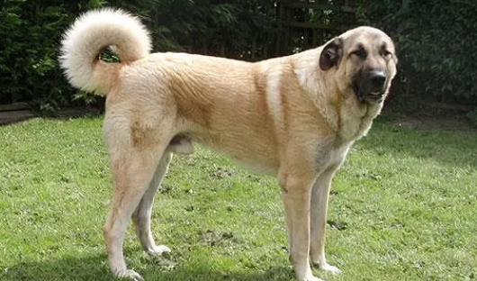 安纳托利亚牧羊犬产后恶露怎么办?处理方法是? 安纳托利亚牧羊犬产后恶露怎么办?处理方法是?