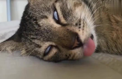 刚出生小猫伸舌头死了