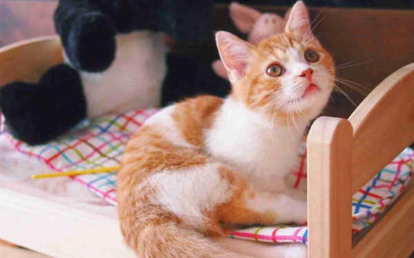 猫内脏受伤了能自愈吗 猫内脏受伤了能自愈吗