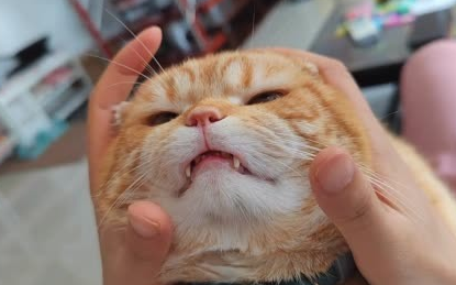 没长牙齿的猫咪怎么喂养?来看看吧 没长牙齿的猫咪怎么喂养?来看看吧