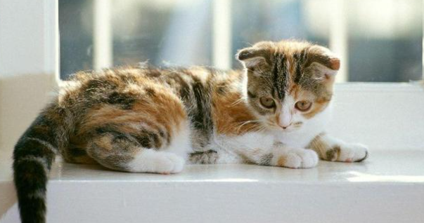 猫咪为什么春天就会叫呢 猫咪为什么春天就会叫呢