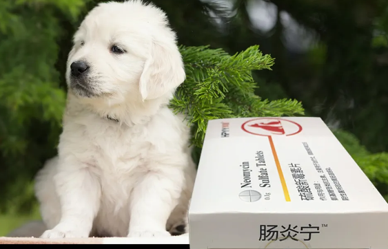 宠物狗狗拉肚子吃什么药最好