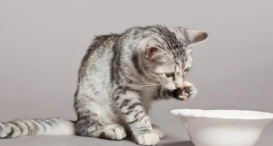 猫喝白开水可以放几天