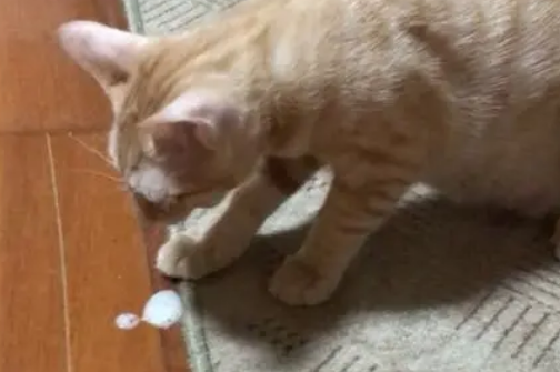 猫吐白色粘稠液体不吃东西