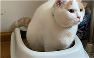 猫咪拉稀像泥浆很臭