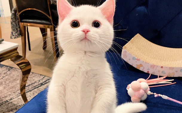 猫咪视频怎么拍容易火 猫咪视频怎么拍容易火