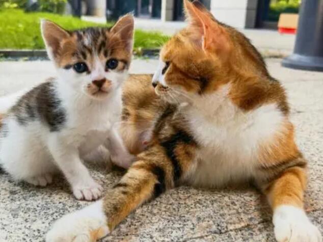 猫咪会舍不得妈妈吗