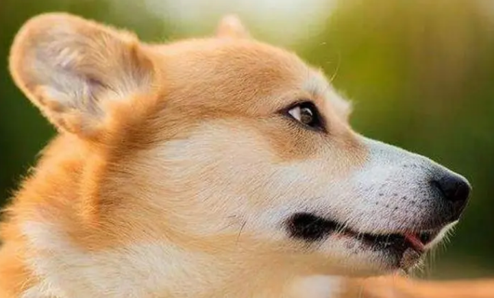 狗狗有唾液分泌怎么回事