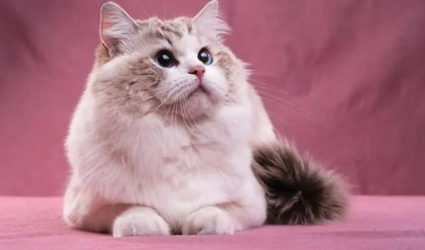 高地长毛猫多少钱一只 高地长毛猫多少钱一只
