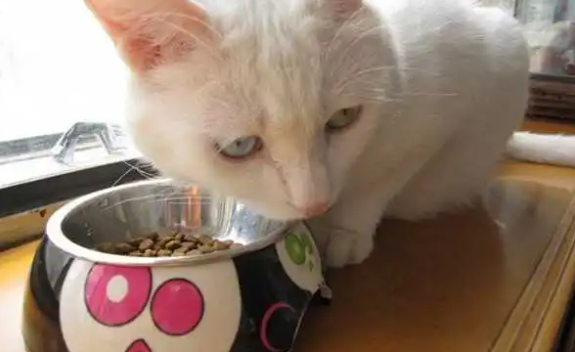 怎么制作流食强行给猫喂 怎么制作流食强行给猫喂