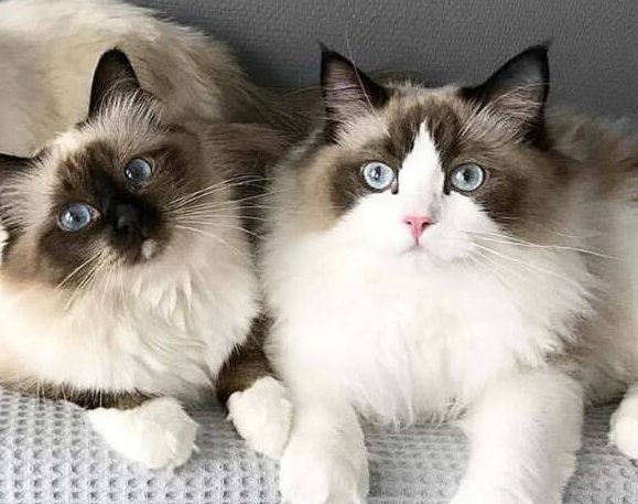 伯曼猫的优缺点 伯曼猫的优缺点