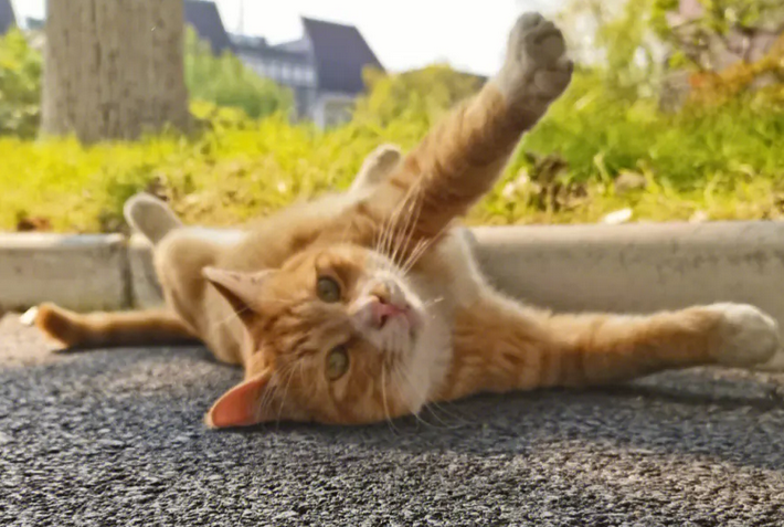 猫咪会摔出内伤吗