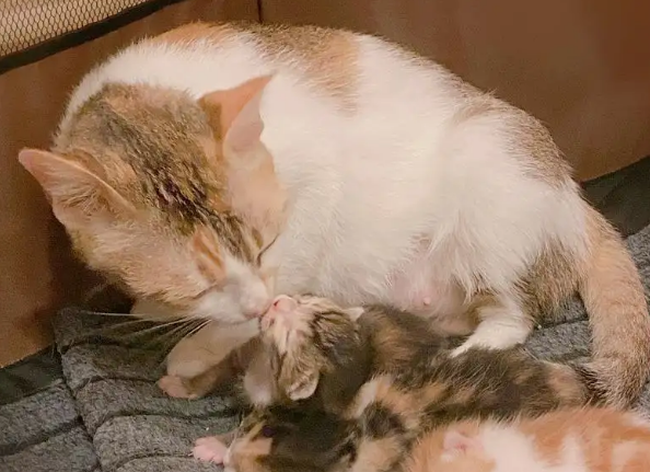 母猫一直舔刚生下来的小猫