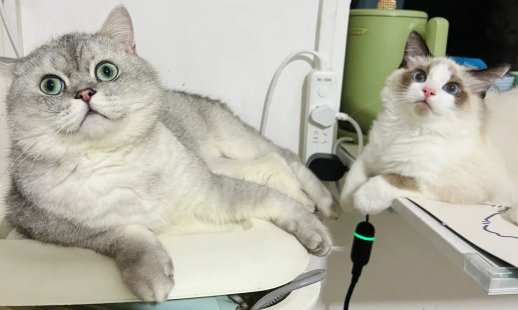 布偶猫能和银渐层配种吗 布偶猫能和银渐层配种吗