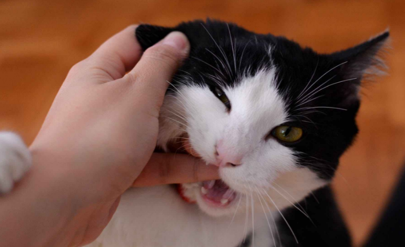 猫咪为什么老是想咬人呢