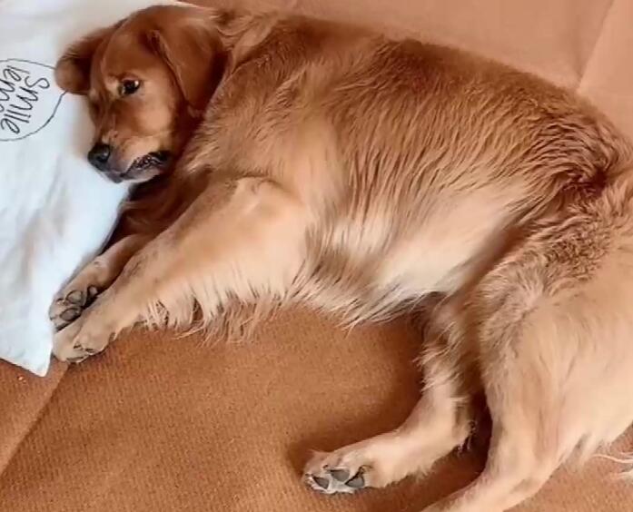 狗狗被打瑟瑟发抖 狗狗被打瑟瑟发抖