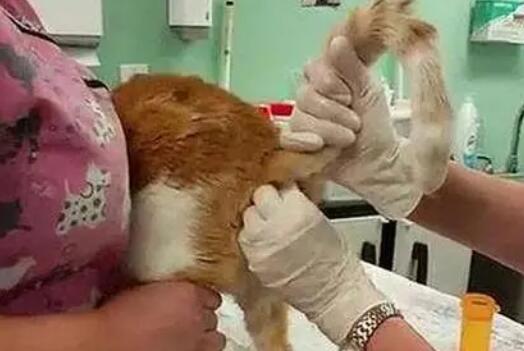 猫咪肛门腺液体自己出来