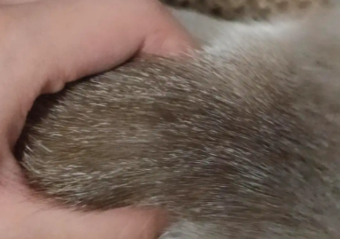 猫咪皮下囊肿会自行消退吗