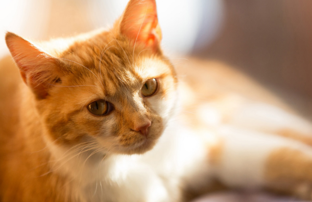猫怀孕了它自己知道吗 猫怀孕了它自己知道吗