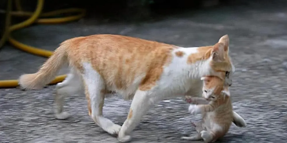母猫会记住谁抱走小猫吗