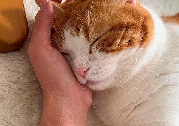 猫咪为什么睡人身边 猫咪为什么睡人身边