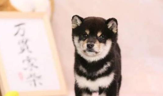 纯白柴犬价钱为什么这么低?来看看吧 纯白柴犬价钱为什么这么低?来看看吧
