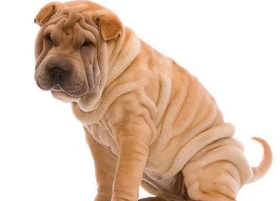 养沙皮犬需注意什么?注意点有哪些? 养沙皮犬需注意什么?注意点有哪些?