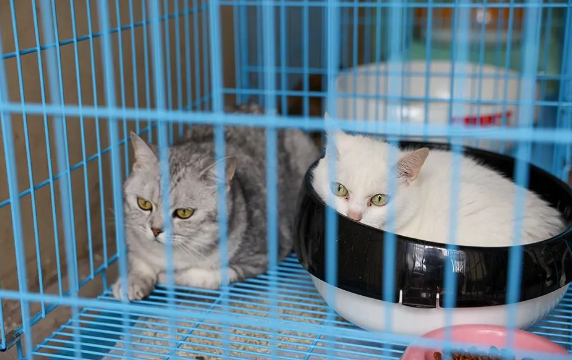 养10只宠物猫一年利润