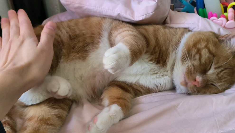 猫咪为什么要拍屁股睡觉