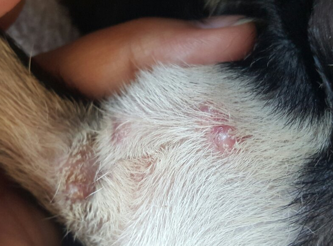 狗狗为什么身上长痘