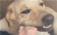 为什么狗狗吃鸭肉好