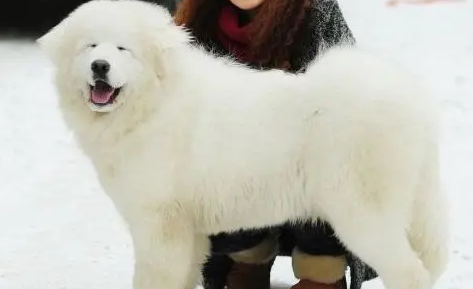 大白熊犬为什么禁养