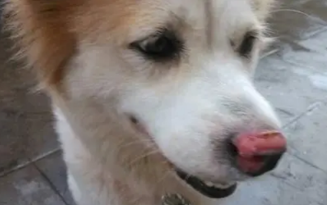 狗狗为什么鼻子发红呢