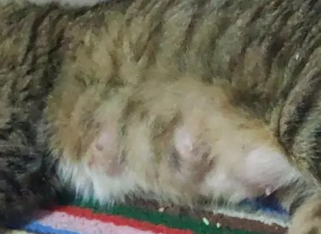 猫咪快生了乳房有硬块