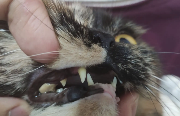 猫咪为啥会有牙结石 猫咪为啥会有牙结石