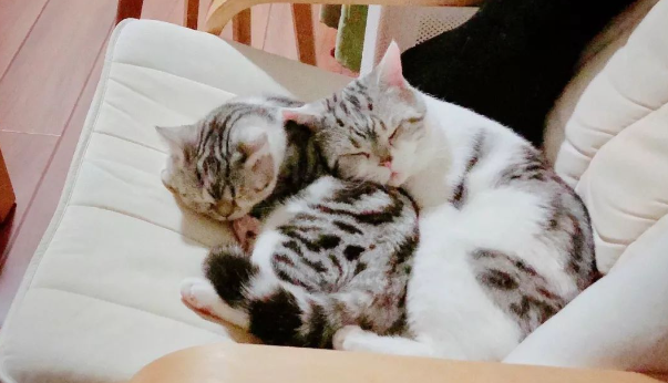 养猫一个月100够吗？看这~