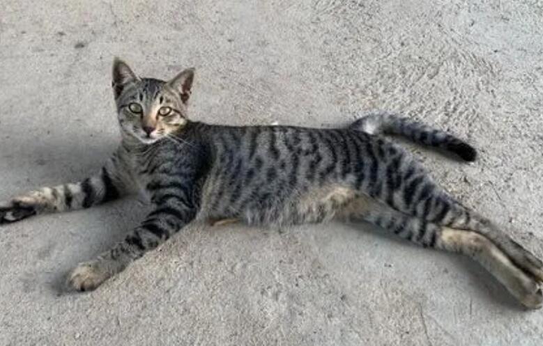 狸花猫感冒会自己好吗？准备工作不能少
