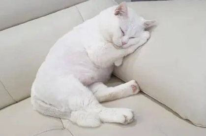 为什么猫咪会躺着坐着睡呢