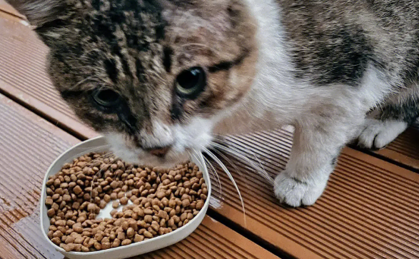 猫粮狗粮是如何卖的呢