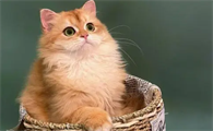 猫流红褐色眼泪的原因是什么呢？