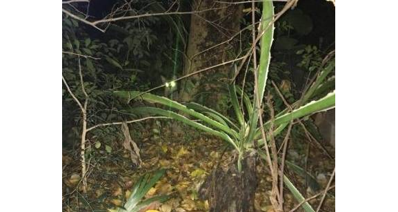 网友好心喂流浪猫,结果每天都被小区的大妈骂,而且还要动手 网友好心喂流浪猫,结果每天都被小区的大妈骂,而且还要动手