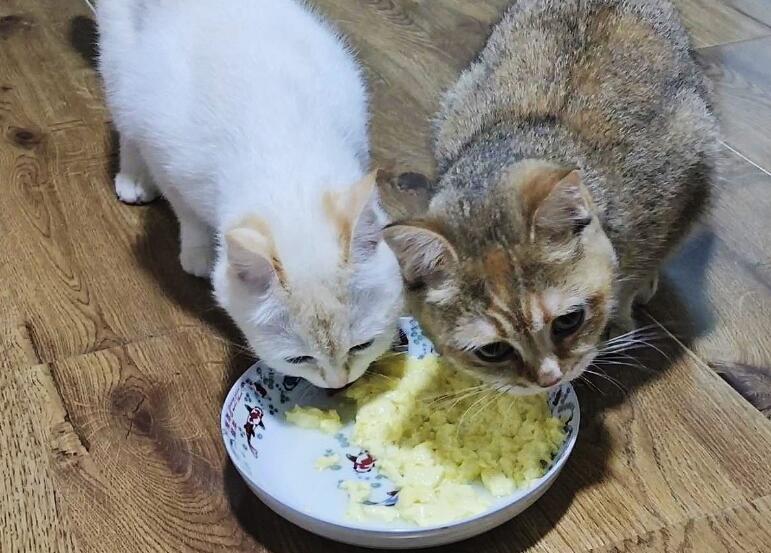 母猫坐月子吃什么有营养 母猫坐月子吃什么有营养
