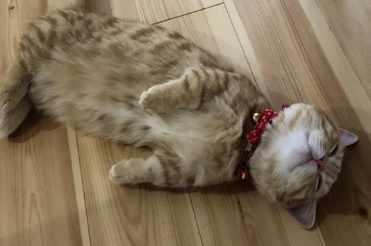 猫咪突然不睡了为什么呢