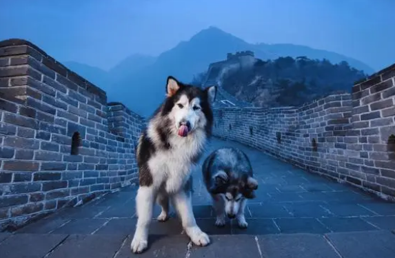 家养大型犬排名前十名 家养大型犬排名前十名