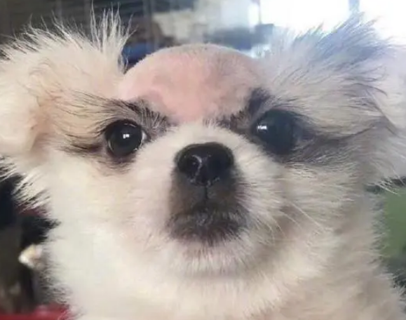 狗狗为什么头发少了呢