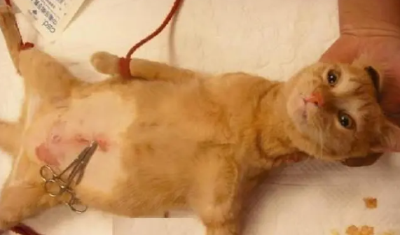 母猫引产最佳时机 母猫引产最佳时机