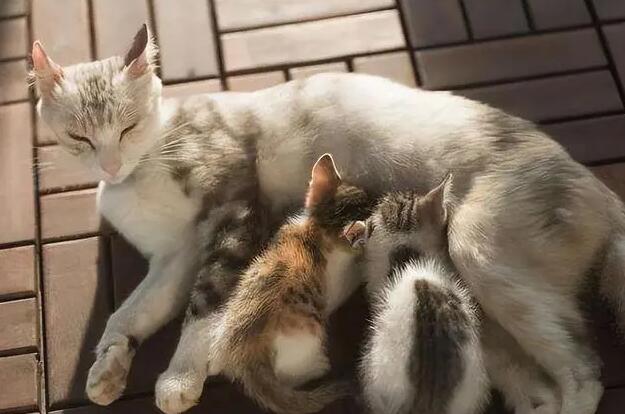 母猫喘气急促是要生了吗 母猫喘气急促是要生了吗
