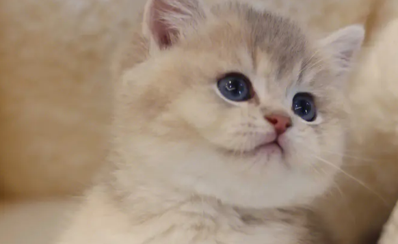 小奶猫能吃什么人类食物？这些注意事项要讲究